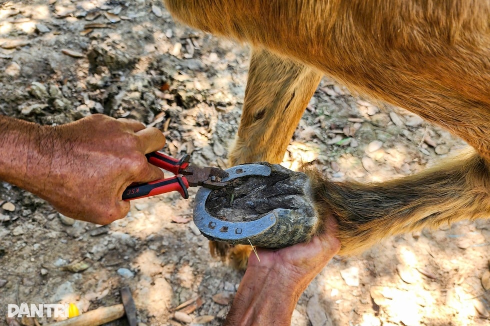 Chuyện phu xe gần ba thập kỷ đóng “giày sắt” cho ngựa - 5 Chuyện phu xe gần ba thập kỷ đóng “giày sắt” cho ngựa - 5