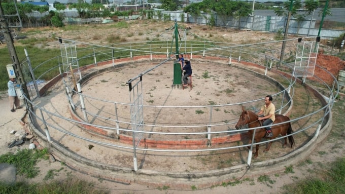 Ngựa đua được tập phi nước đại trong lồng sắt ở trang trại của ông Đang. Ảnh: Đình Văn