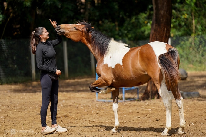 Arizona, chú ngựa do Kseniia đỡ đẻ, luôn quấn quýt cô chủ. Ảnh: Nguyễn Đông