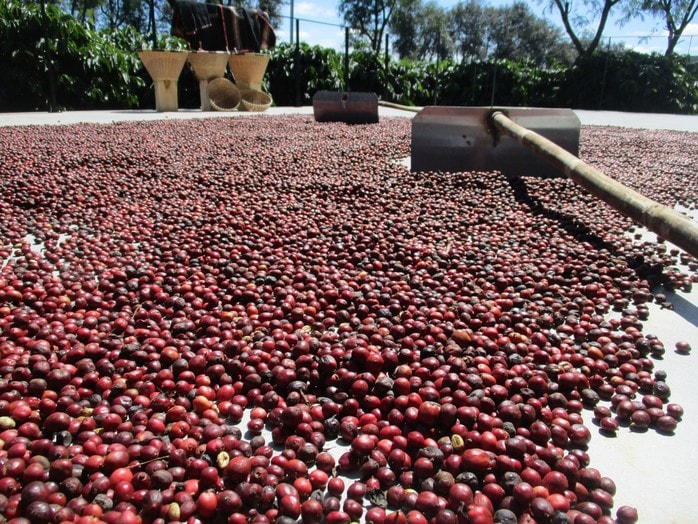 Giá cà phê hôm nay 17 - 2: Xu hướng tăng giảm và ảnh hưởng từ Tết Nguyên đán 2026 - Ảnh 2.