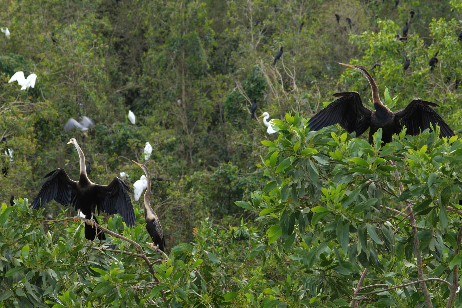 Khách Tây mê mẩn đi vỏ lãi tham quan rừng tràm, ngắm chim cò ở miền Tây - 8 Khách Tây mê mẩn đi vỏ lãi tham quan rừng tràm, ngắm chim cò ở miền Tây - 8
