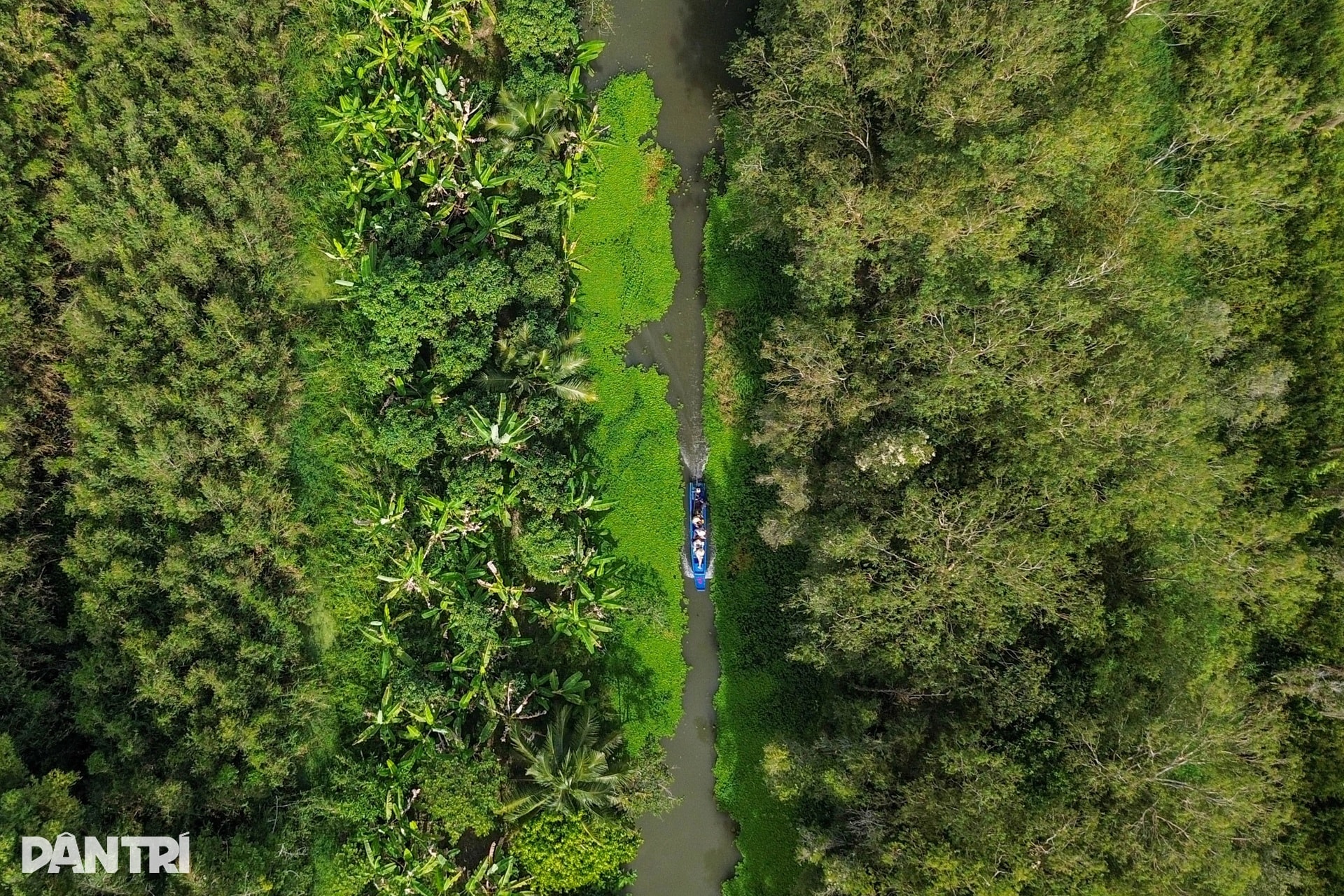 Khách Tây mê mẩn đi vỏ lãi tham quan rừng tràm, ngắm chim cò ở miền Tây - 1 Khách Tây mê mẩn đi vỏ lãi tham quan rừng tràm, ngắm chim cò ở miền Tây - 1