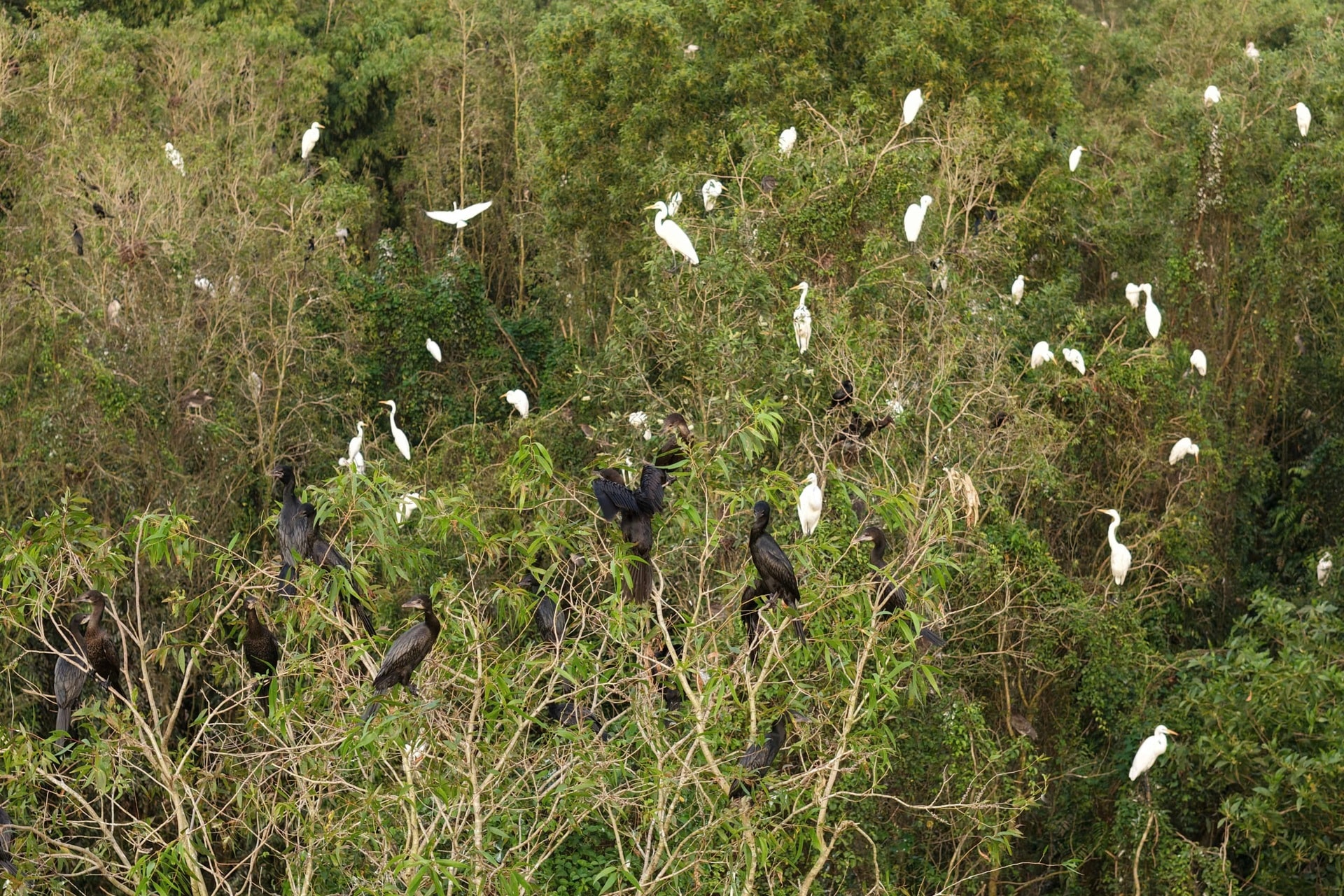 Khách Tây mê mẩn đi vỏ lãi tham quan rừng tràm, ngắm chim cò ở miền Tây - 7 Khách Tây mê mẩn đi vỏ lãi tham quan rừng tràm, ngắm chim cò ở miền Tây - 7