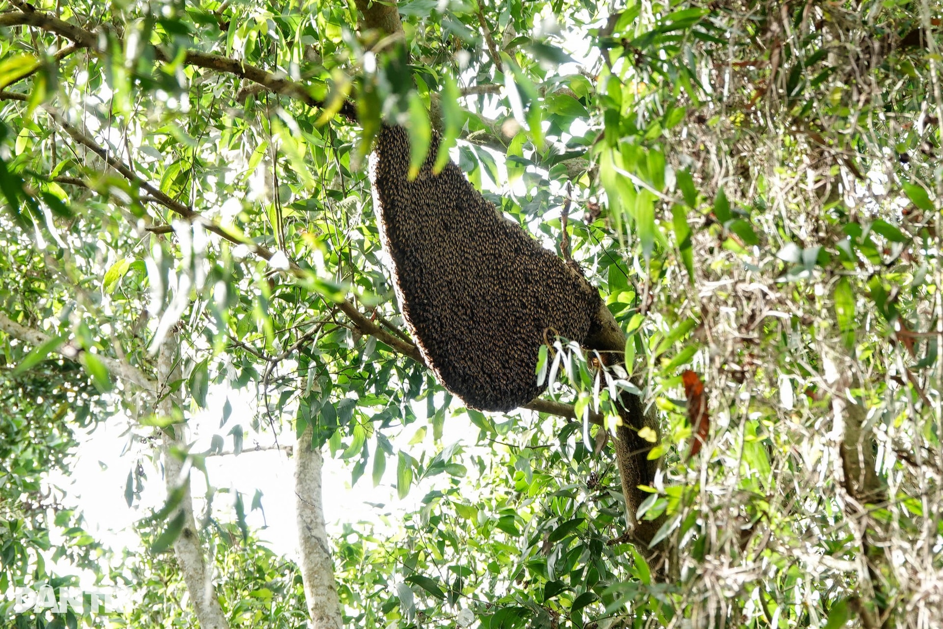 Khách Tây mê mẩn đi vỏ lãi tham quan rừng tràm, ngắm chim cò ở miền Tây - 5 Khách Tây mê mẩn đi vỏ lãi tham quan rừng tràm, ngắm chim cò ở miền Tây - 5