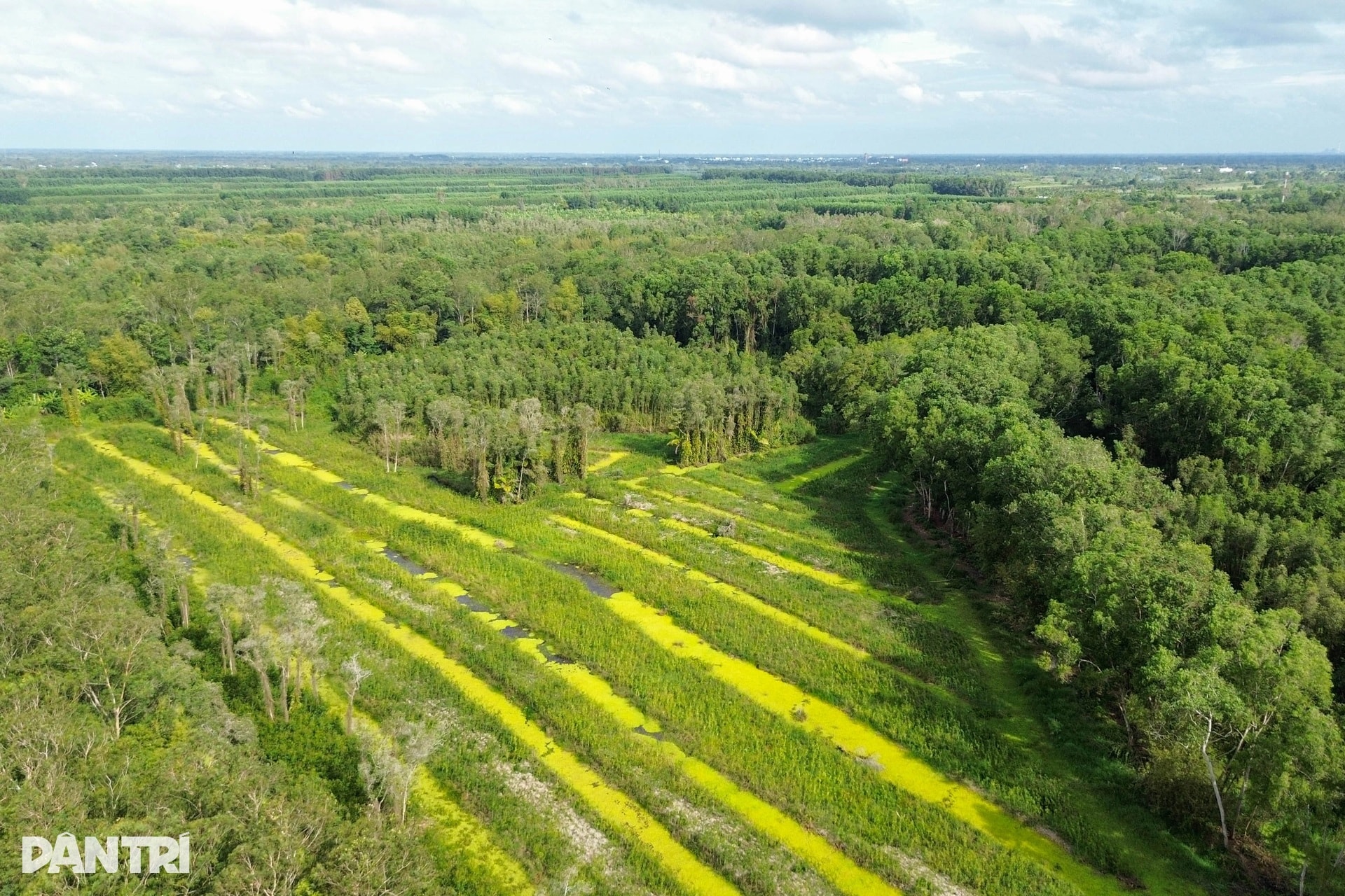 Khách Tây mê mẩn đi vỏ lãi tham quan rừng tràm, ngắm chim cò ở miền Tây - 2 Khách Tây mê mẩn đi vỏ lãi tham quan rừng tràm, ngắm chim cò ở miền Tây - 2