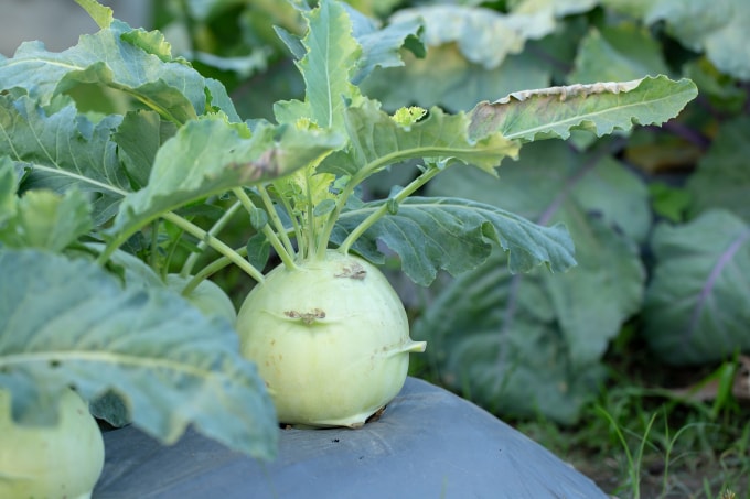 Su hào là loại củ thuộc họ cải, phát triển trong mùa đông. Ảnh: Vecteezy