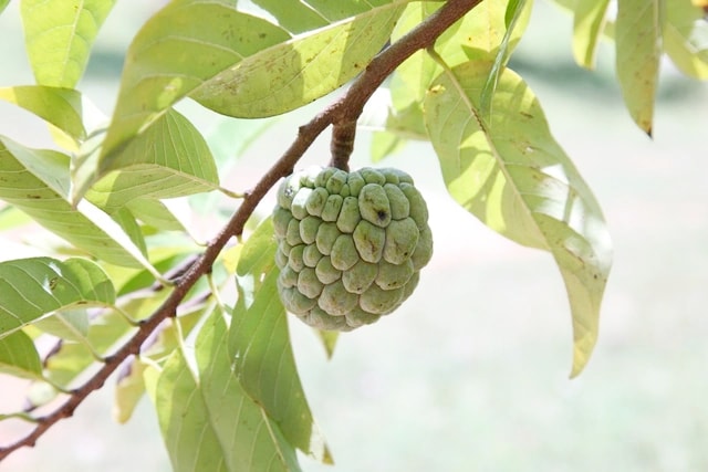 Lợi ích chưa từng nghe tới từ loại quả quen thuộc, có thể phòng ung thư, ngừa đột quỵ - Ảnh 1.