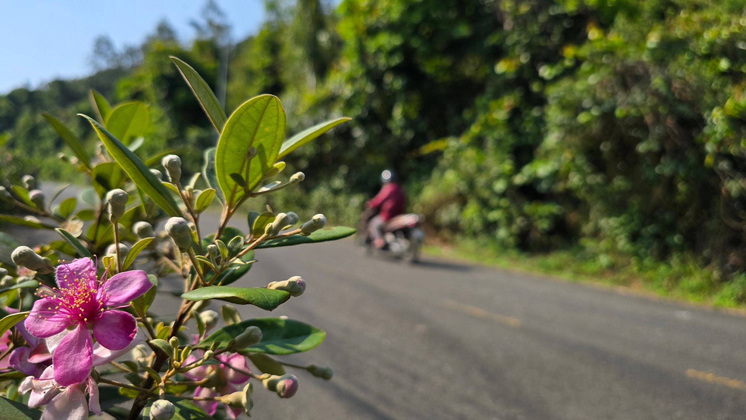 Khôi phục ký ức về những đồi hoa sim trên bán đảo Sơn Trà- Ảnh 1.