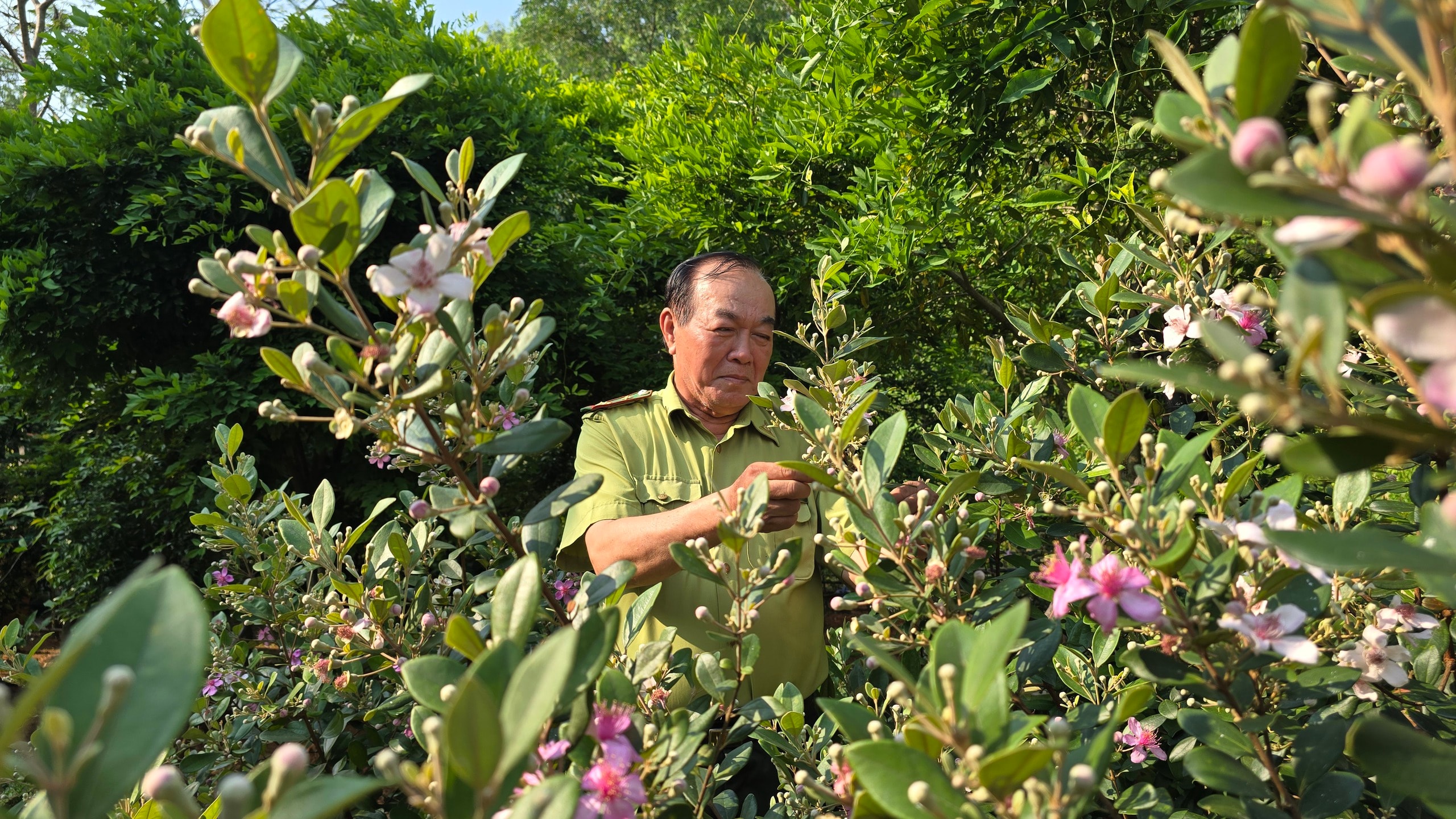 Khôi phục ký ức về những đồi hoa sim trên bán đảo Sơn Trà- Ảnh 6.