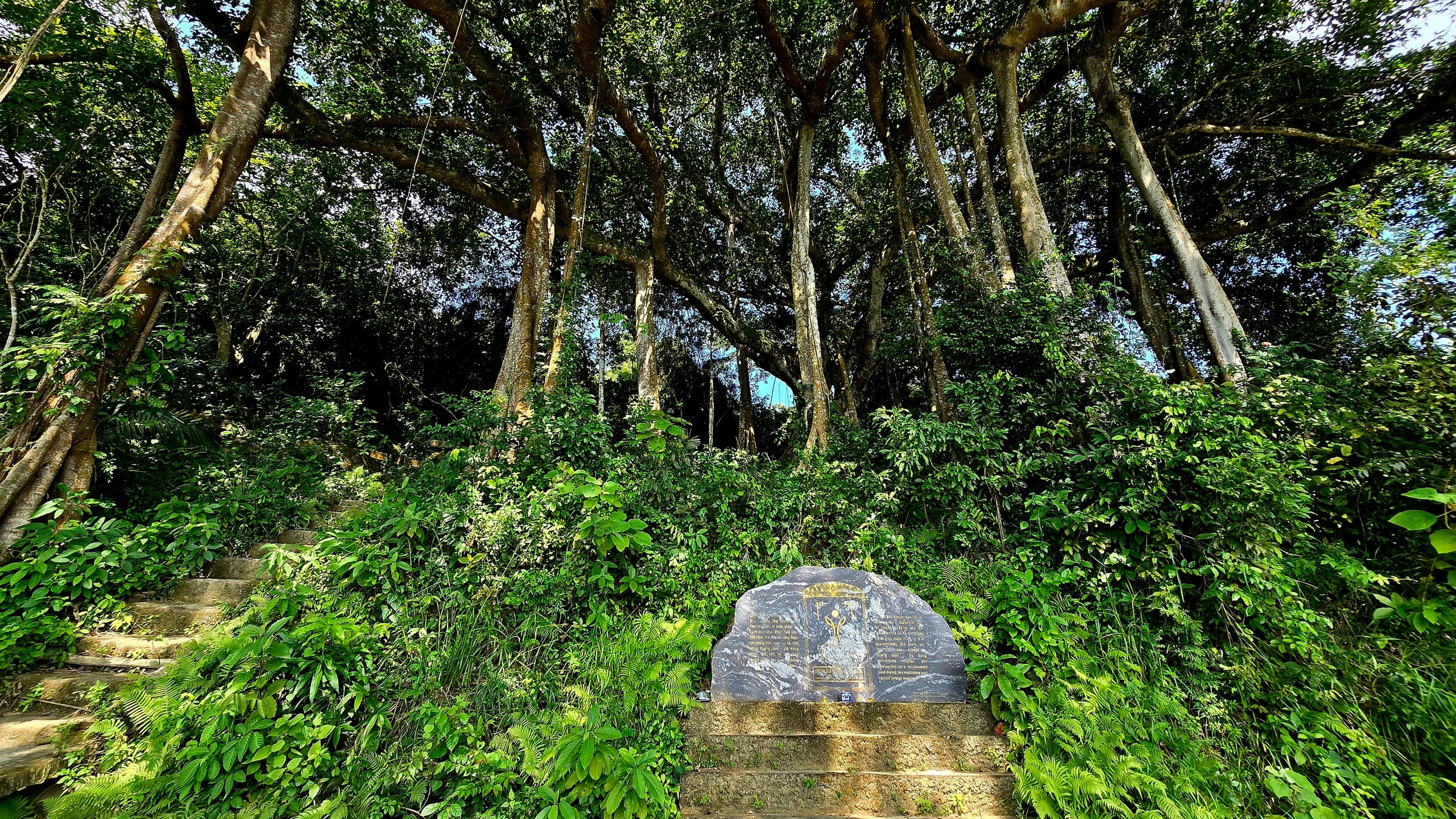 Dưới tán đa nghìn năm ở Sơn Trà, du khách nghe rừng "kể chuyện" - Ảnh 1.