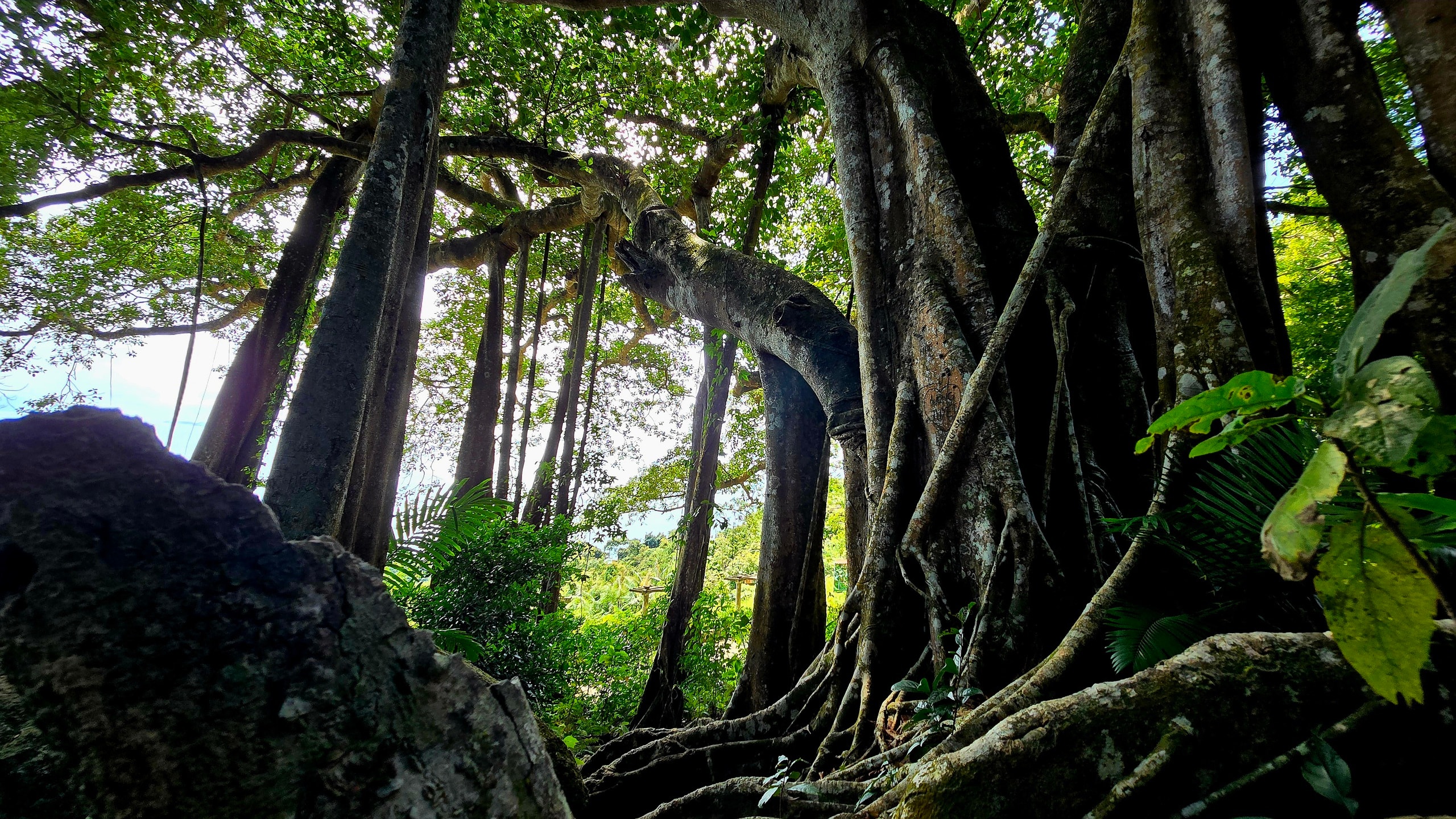 Dưới tán đa nghìn năm ở Sơn Trà, du khách nghe rừng "kể chuyện" - Ảnh 2.
