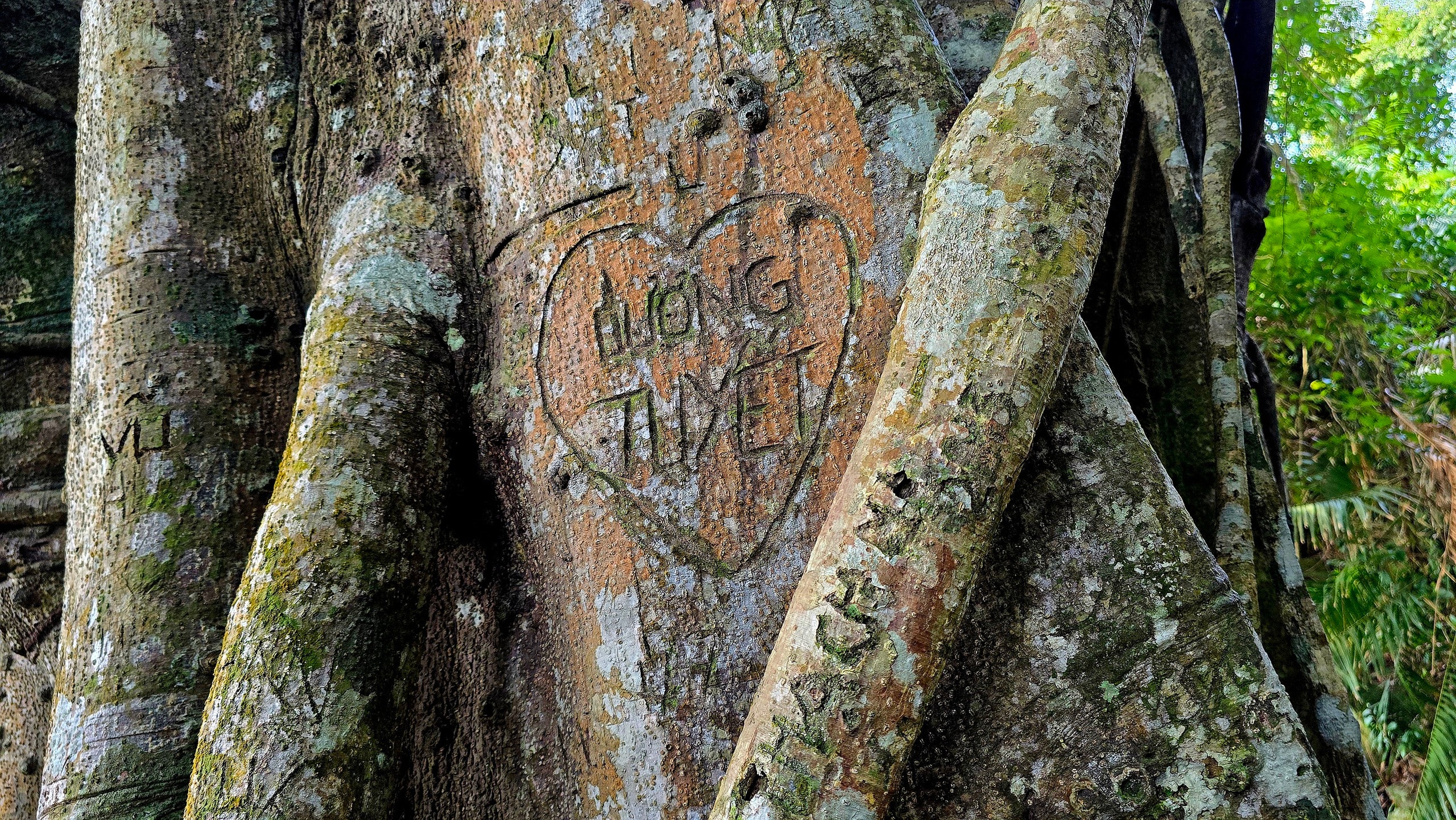 Dưới tán đa nghìn năm ở Sơn Trà, du khách nghe rừng "kể chuyện" - Ảnh 8.