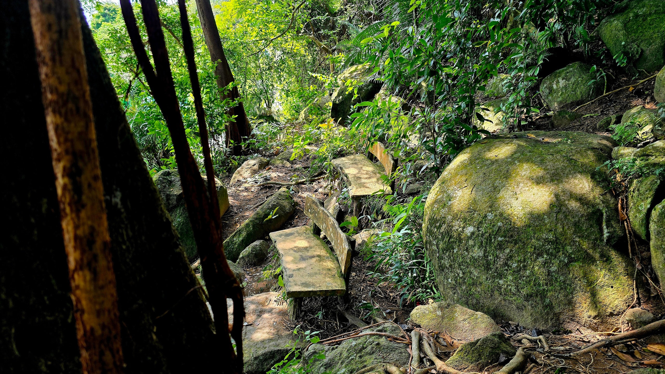 Dưới tán đa nghìn năm ở Sơn Trà, du khách nghe rừng "kể chuyện" - Ảnh 5.