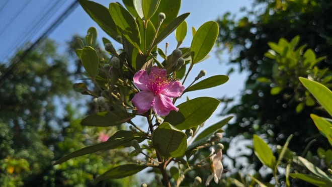 Khôi phục ký ức về những đồi hoa sim trên bán đảo Sơn Trà- Ảnh 3.