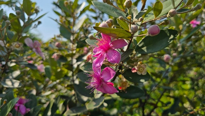 Khôi phục ký ức về những đồi hoa sim trên bán đảo Sơn Trà- Ảnh 4.