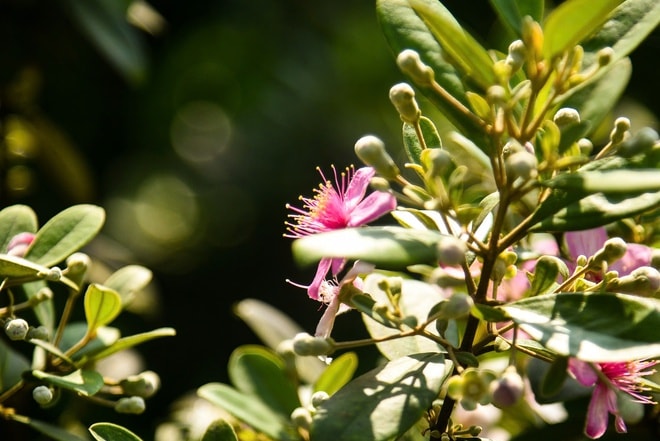 Khôi phục ký ức về những đồi hoa sim trên bán đảo Sơn Trà- Ảnh 11.