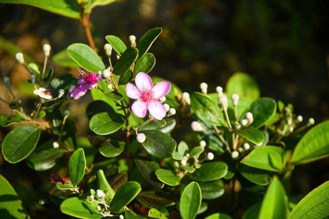 Khôi phục ký ức về những đồi hoa sim trên bán đảo Sơn Trà- Ảnh 9.