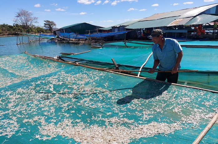 Đặc sản bánh tráng cá cơm sông Sê San: Hương vị độc đáo vùng biên viễn - Ảnh 1. Đặc sản bánh tráng cá cơm sông Sê San: Hương vị độc đáo vùng biên viễn - Ảnh 1.