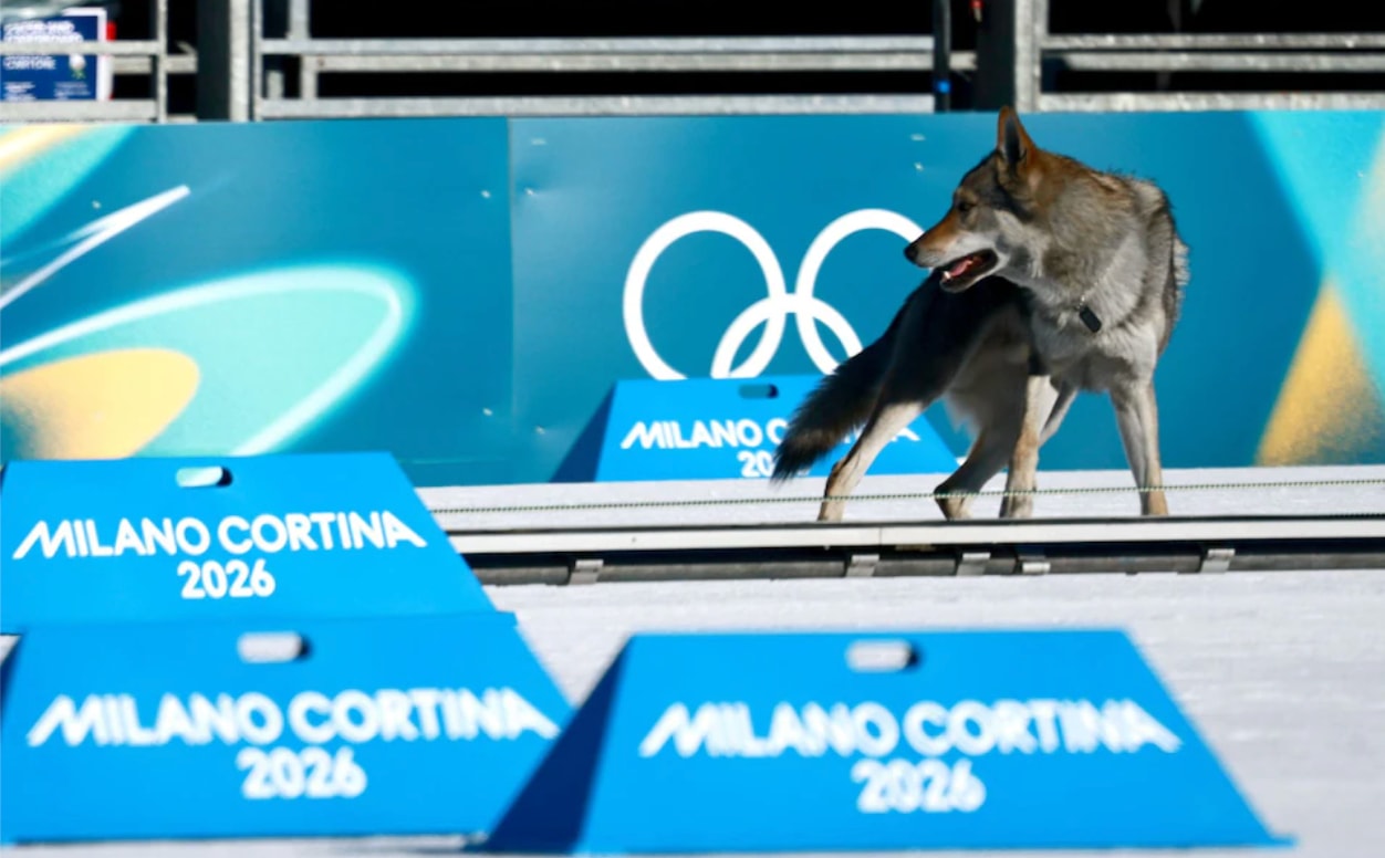 Chú chó khiến một số vận động viên lo ngại về vấn đề an toàn. (Nguồn: Telegraph)