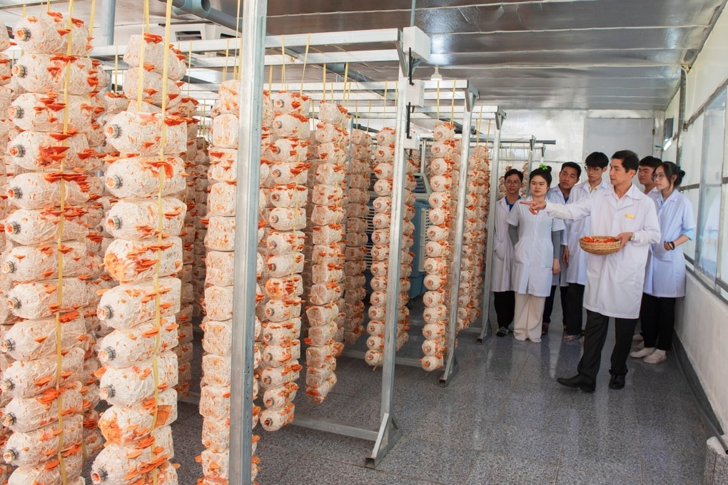 Thầy giáo miền Tây trồng nấm quý trong nhà kính, bán tiền triệu mỗi cân - 1 Thầy giáo miền Tây trồng nấm quý trong nhà kính, bán tiền triệu mỗi cân - 1