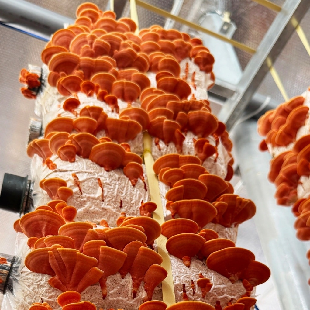 Thầy giáo miền Tây trồng nấm quý trong nhà kính, bán tiền triệu mỗi cân - 2 Thầy giáo miền Tây trồng nấm quý trong nhà kính, bán tiền triệu mỗi cân - 2