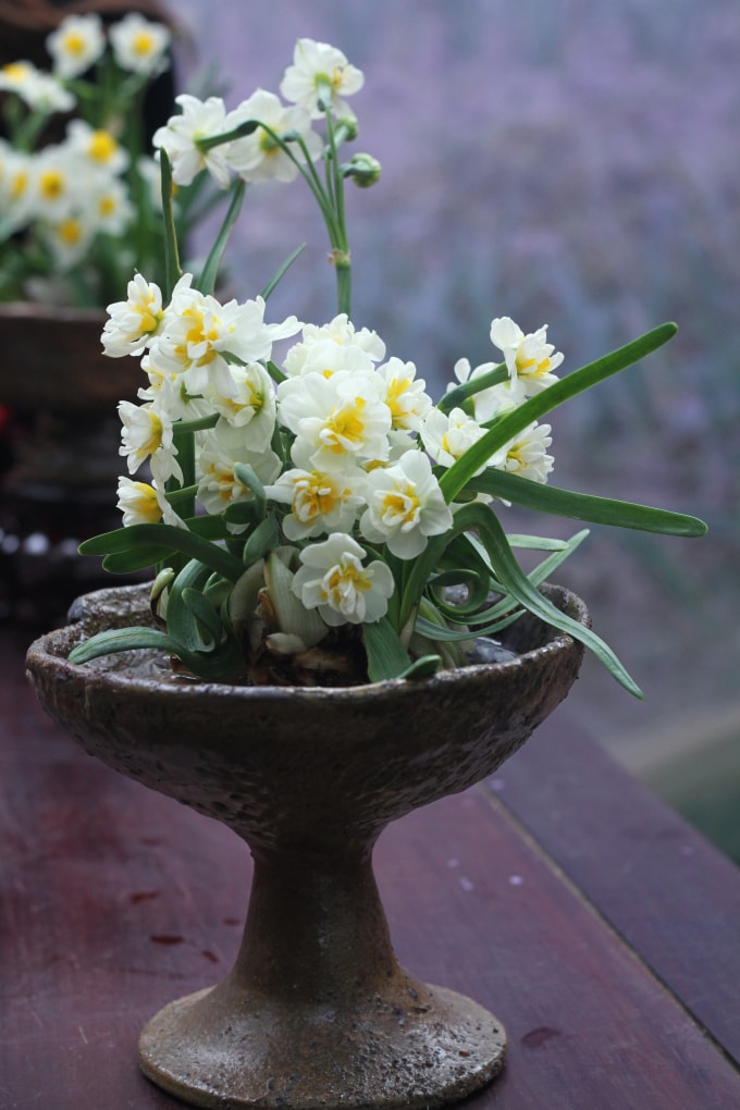 Một bát hoa thủy tiên kép được anh Bính trồng và gọi tỉa, trưng bày tại đền Núi Sưa, Hà Nội cuối tháng 1/2026. Ảnh: Phan Dương