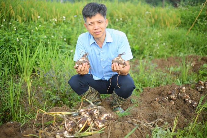 Anh Nguyễn Phúc Bính, 49 tuổi thu hoạch những củ giống thủy tiên ba năm trên cánh đồng ở Hải Dương. Ảnh: Nhân vật cung cấp