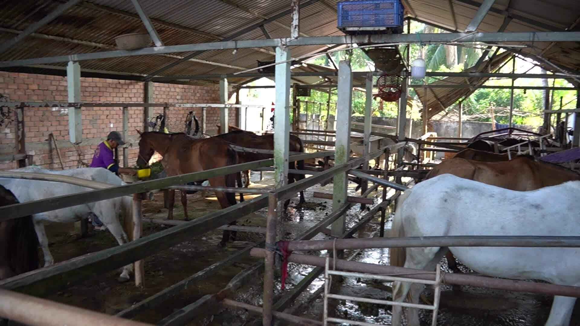 Nuôi ngựa kéo xe chở khách du lịch