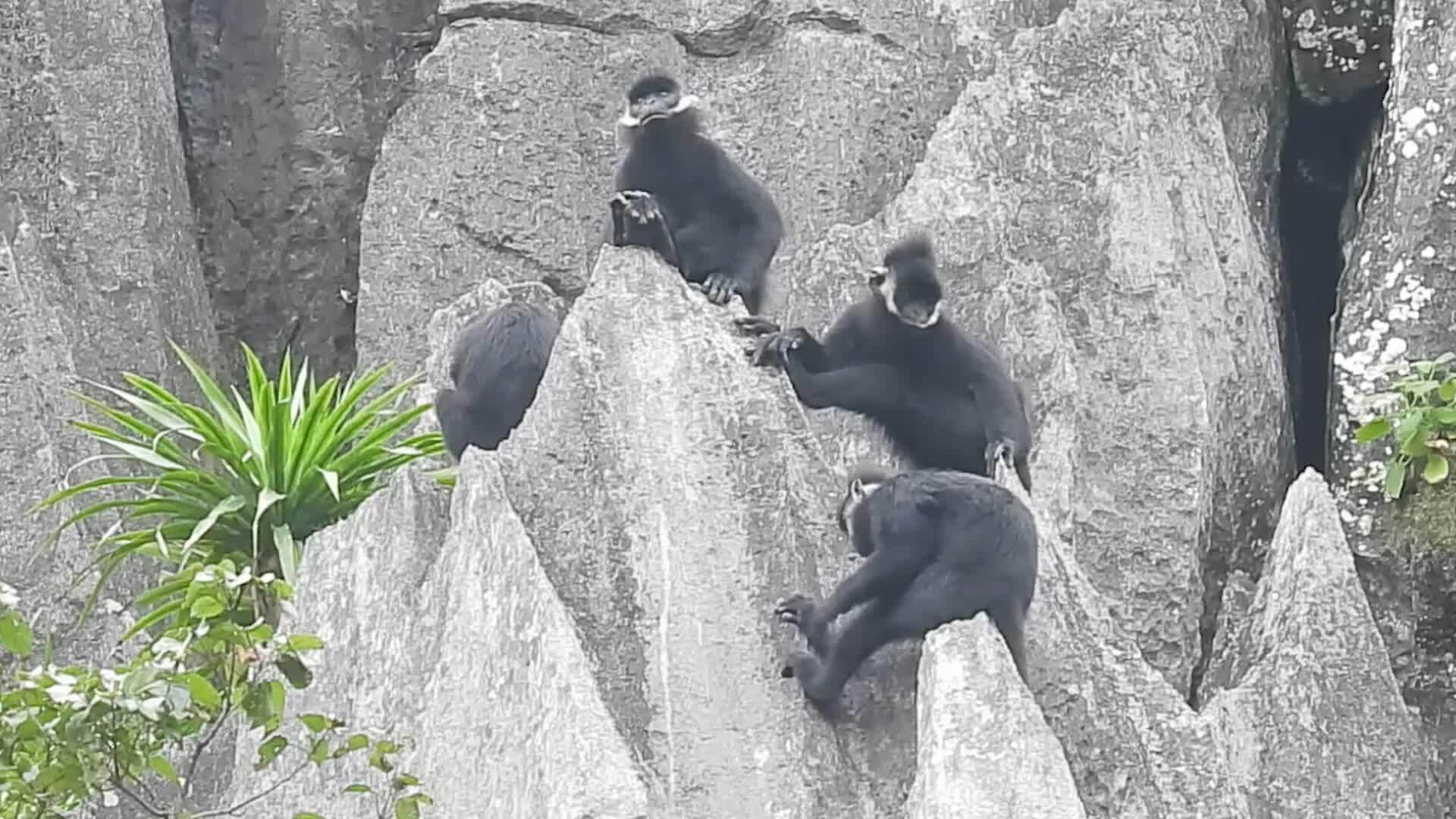 Những người tình nguyện bảo tồn đàn voọc quý hiếm