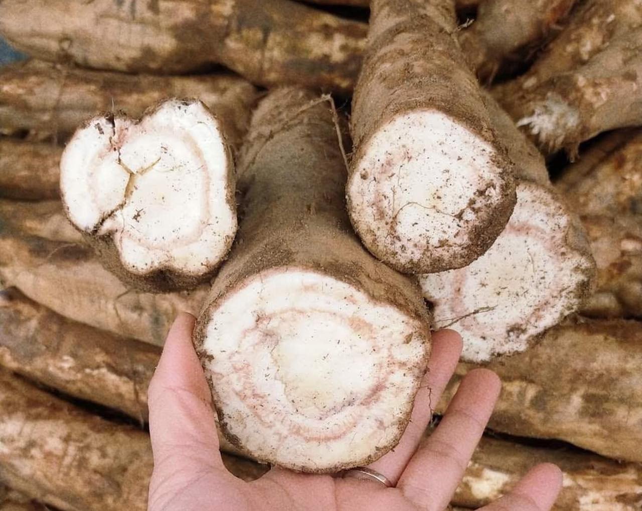 2 loại củ giải rượu cực tốt, nhất cái số 1 ở Việt Nam có đầy- Ảnh 2.