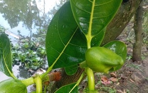 Những món ăn ngày Tết tưởng vô hại nhưng có thể “bào mòn” thận, tăng gánh nặng cho tim- Ảnh 2.