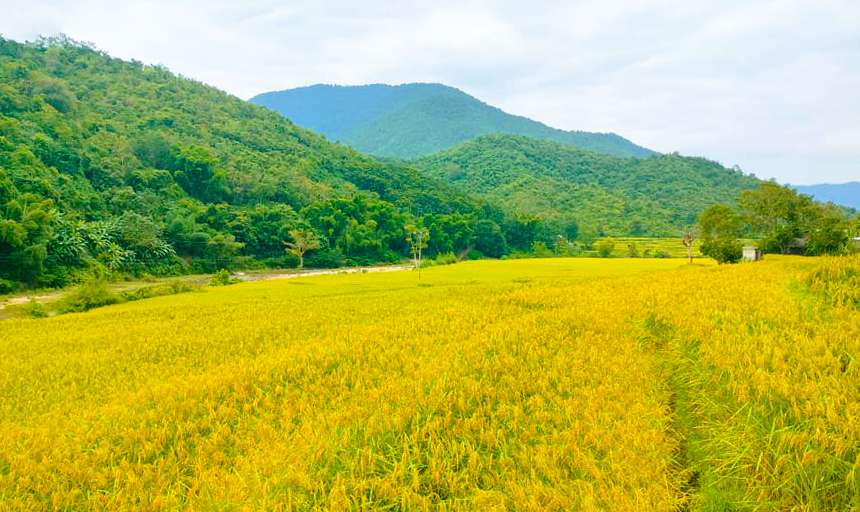 Loại cây đặc sản vào vụ, nhuộm vàng bản làng vùng cao xứ Thanh - Ảnh 2.