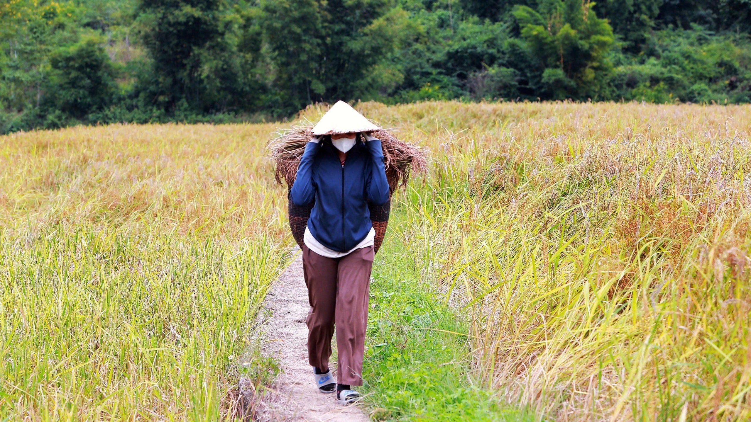 Loại cây đặc sản vào vụ, nhuộm vàng bản làng vùng cao xứ Thanh - Ảnh 7.