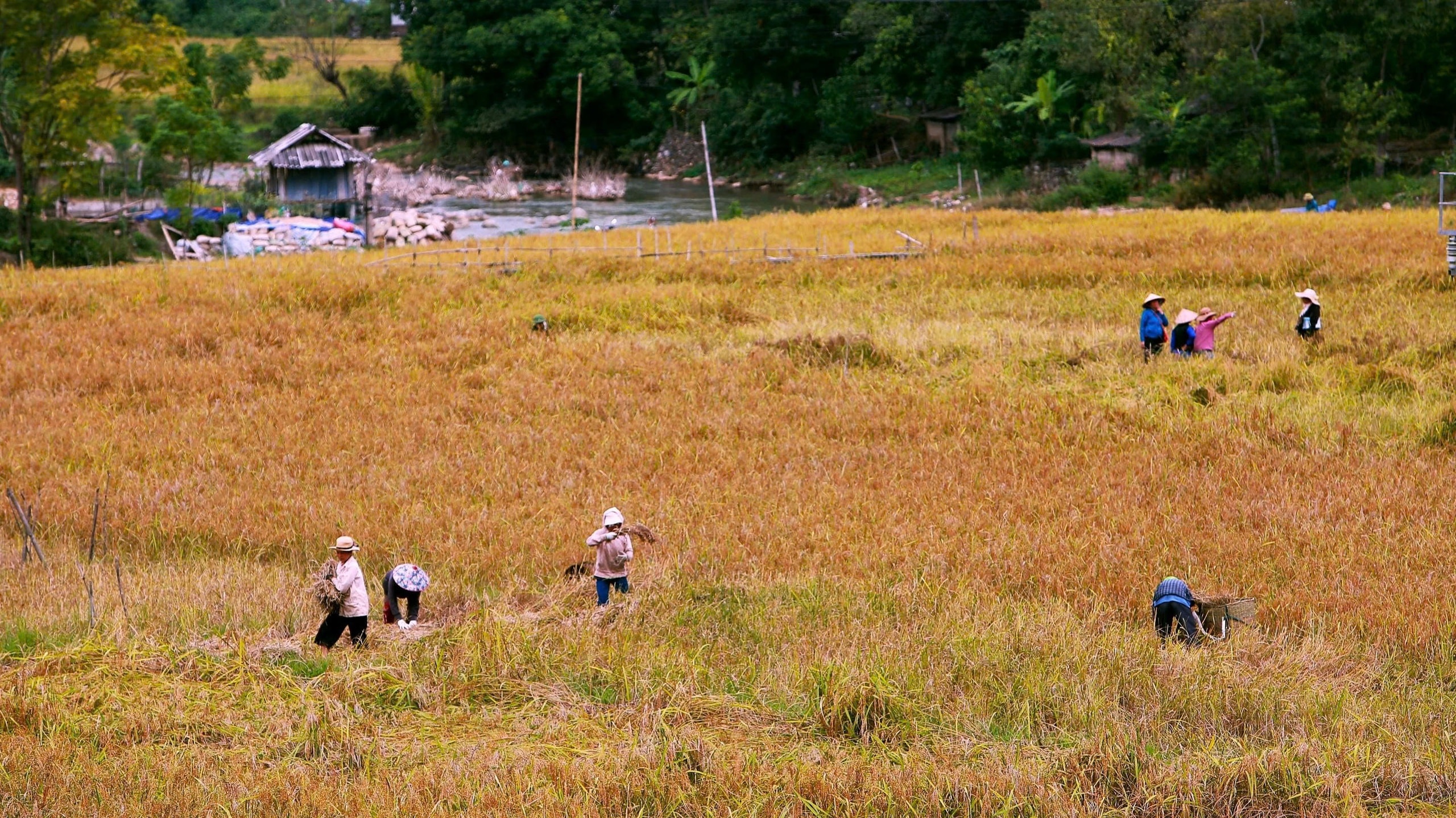 Loại cây đặc sản vào vụ, nhuộm vàng bản làng vùng cao xứ Thanh - Ảnh 6.