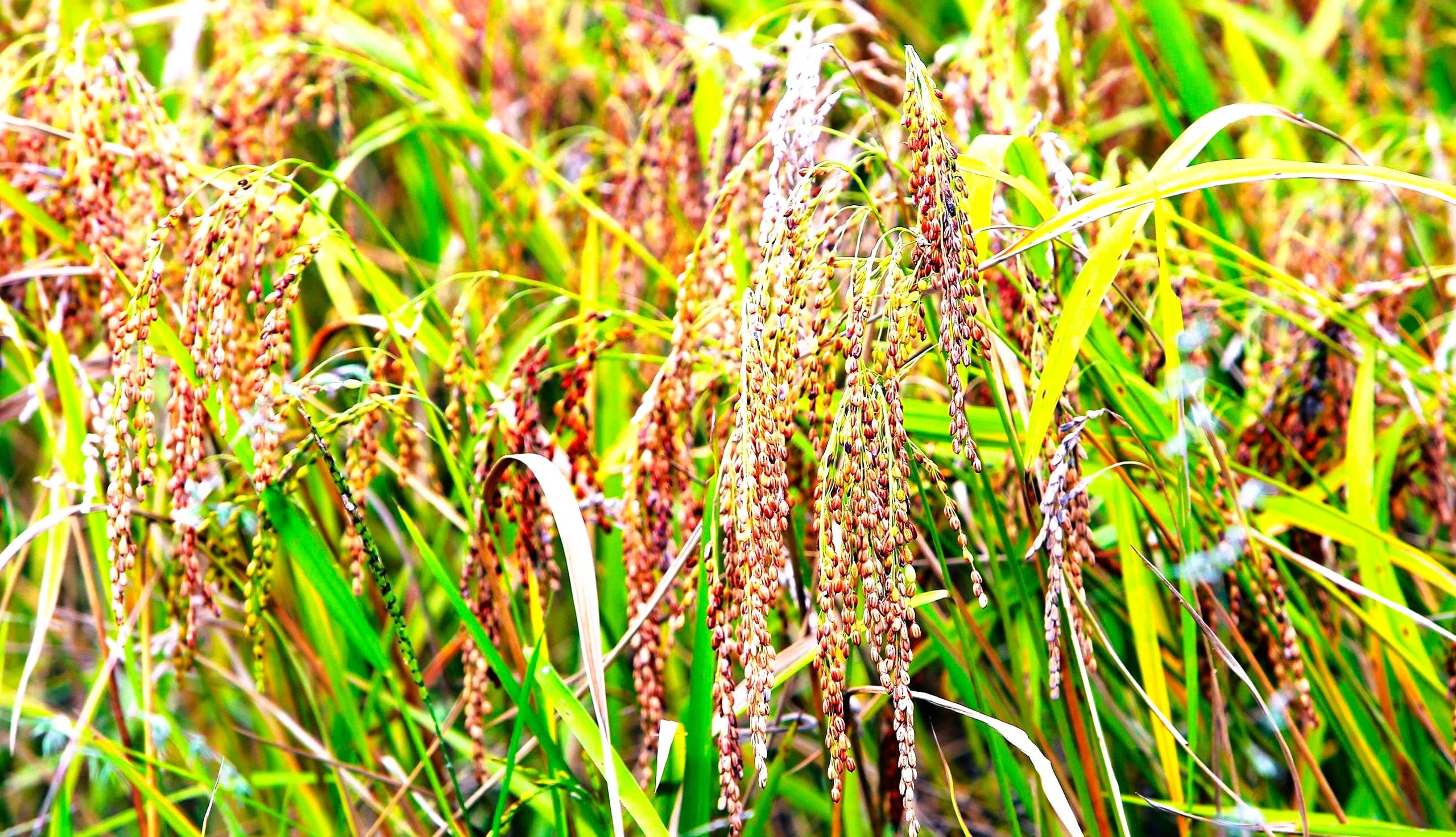 Loại cây đặc sản vào vụ, nhuộm vàng bản làng vùng cao xứ Thanh - Ảnh 3.