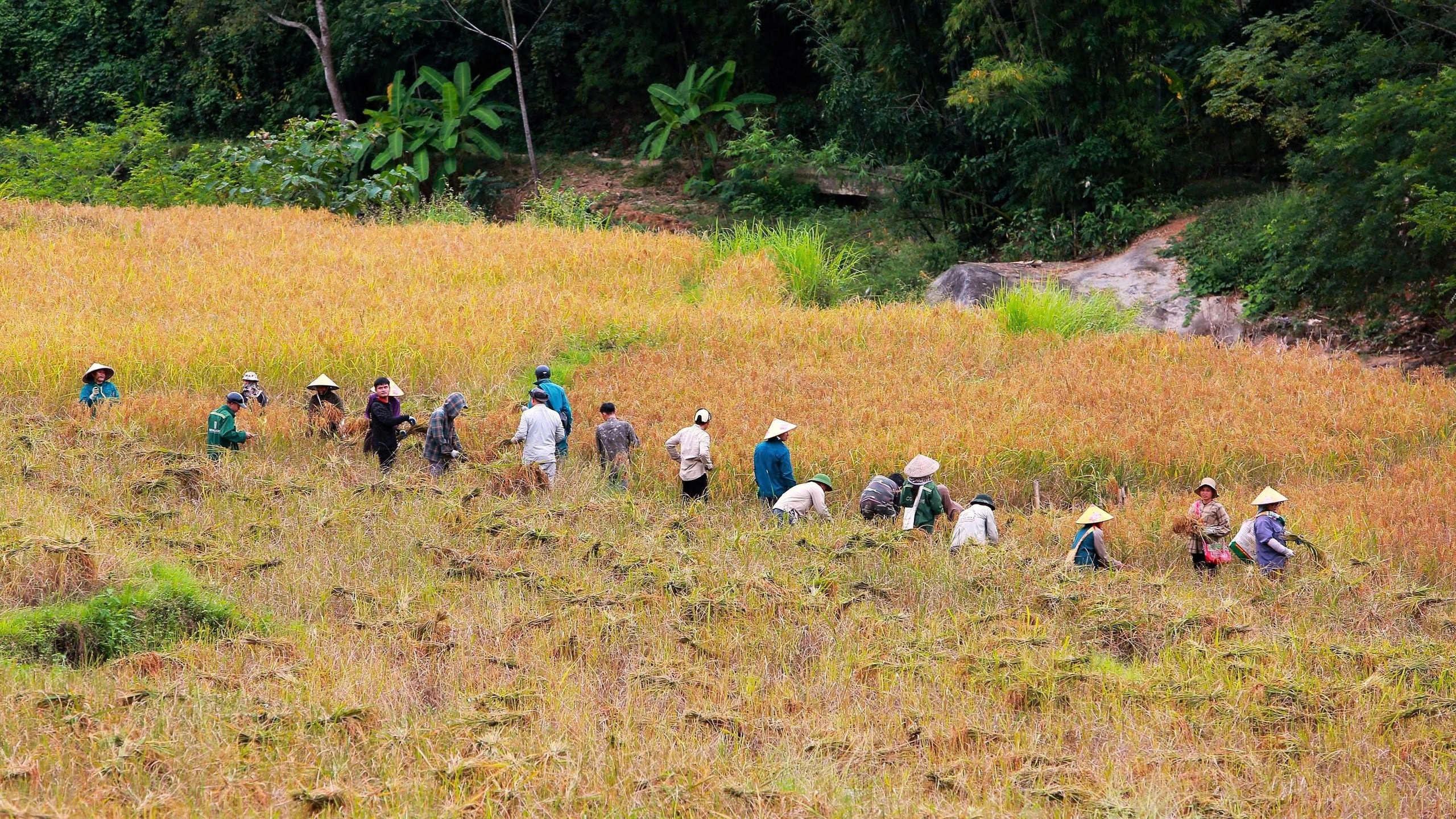 Loại cây đặc sản vào vụ, nhuộm vàng bản làng vùng cao xứ Thanh - Ảnh 5.