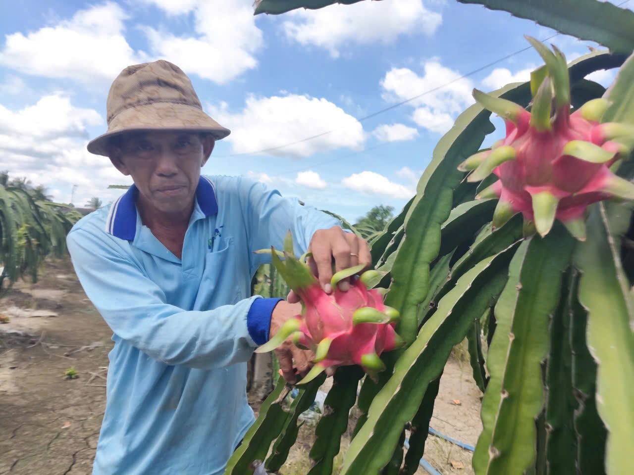 Giá thanh long Tây Ninh Tết Bính Ngọ 2026 và những lo lắng của nông dân - Ảnh 2. Giá thanh long Tây Ninh Tết Bính Ngọ 2026 và những lo lắng của nông dân - Ảnh 2.