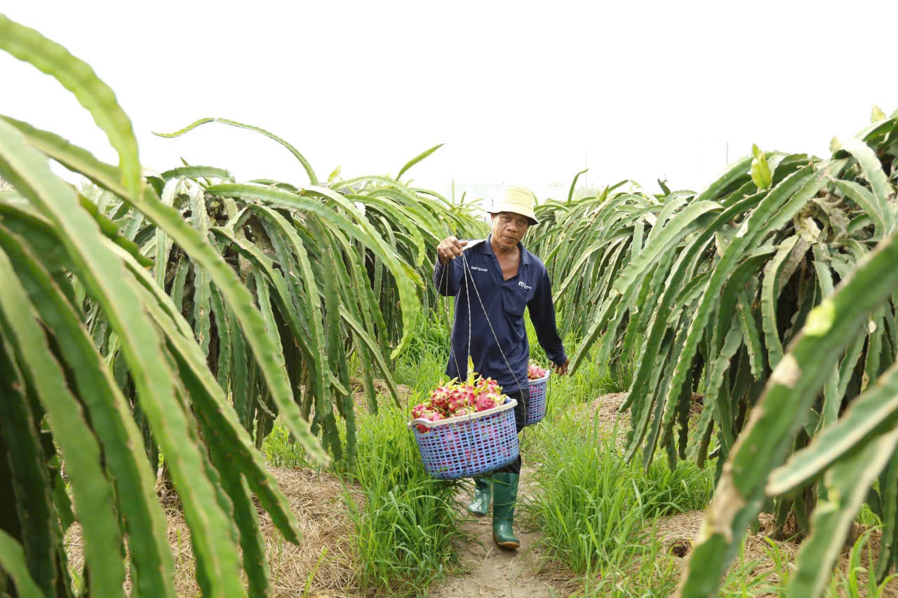 Giá thanh long Tây Ninh Tết Bính Ngọ 2026 và những lo lắng của nông dân - Ảnh 3. Giá thanh long Tây Ninh Tết Bính Ngọ 2026 và những lo lắng của nông dân - Ảnh 3.