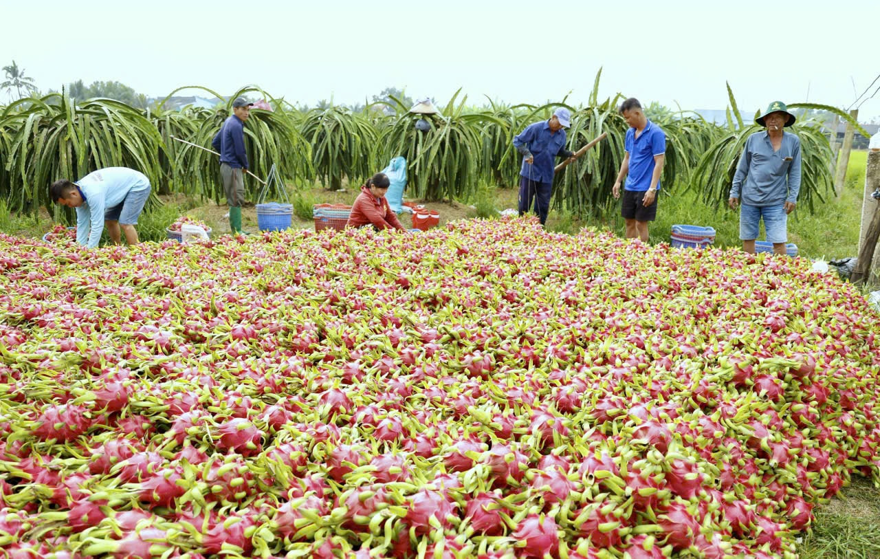 Giá thanh long Tây Ninh Tết Bính Ngọ 2026 và những lo lắng của nông dân - Ảnh 5. Giá thanh long Tây Ninh Tết Bính Ngọ 2026 và những lo lắng của nông dân - Ảnh 5.
