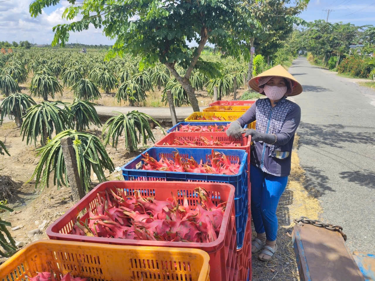 Giá thanh long Tây Ninh Tết Bính Ngọ 2026 và những lo lắng của nông dân - Ảnh 6. Giá thanh long Tây Ninh Tết Bính Ngọ 2026 và những lo lắng của nông dân - Ảnh 6.