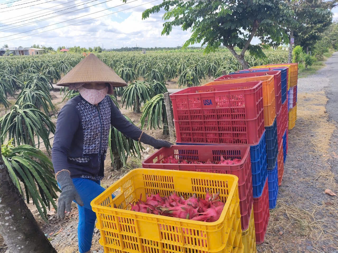 Giá thanh long Tây Ninh Tết Bính Ngọ 2026 và những lo lắng của nông dân - Ảnh 7. Giá thanh long Tây Ninh Tết Bính Ngọ 2026 và những lo lắng của nông dân - Ảnh 7.