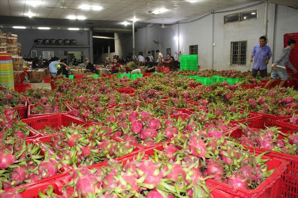 Giá thanh long Tây Ninh Tết Bính Ngọ 2026 và những lo lắng của nông dân - Ảnh 9. Giá thanh long Tây Ninh Tết Bính Ngọ 2026 và những lo lắng của nông dân - Ảnh 9.