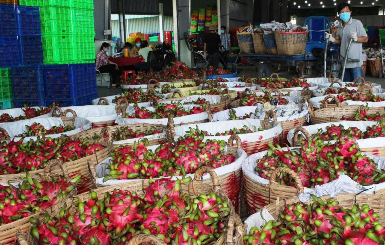 Giá thanh long Tây Ninh Tết Bính Ngọ 2026 và những lo lắng của nông dân - Ảnh 10. Giá thanh long Tây Ninh Tết Bính Ngọ 2026 và những lo lắng của nông dân - Ảnh 10.