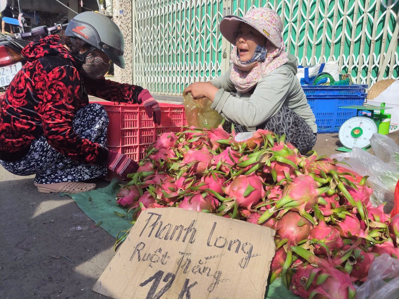 Giá thanh long Tây Ninh Tết Bính Ngọ 2026 và những lo lắng của nông dân - Ảnh 11. Giá thanh long Tây Ninh Tết Bính Ngọ 2026 và những lo lắng của nông dân - Ảnh 11.