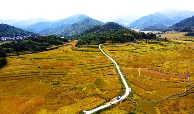Loại cây đặc sản vào vụ, nhuộm vàng bản làng vùng cao xứ Thanh - Ảnh 1.
