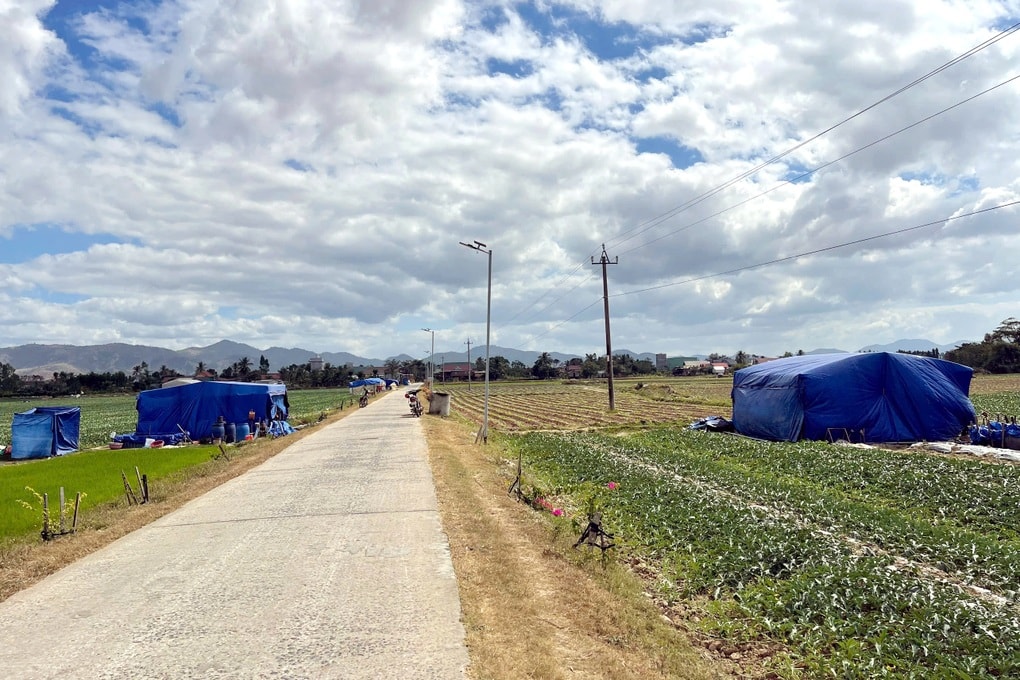 Nông dân ăn Tết ngoài đồng trông đợi giá dưa hấu tăng - 1