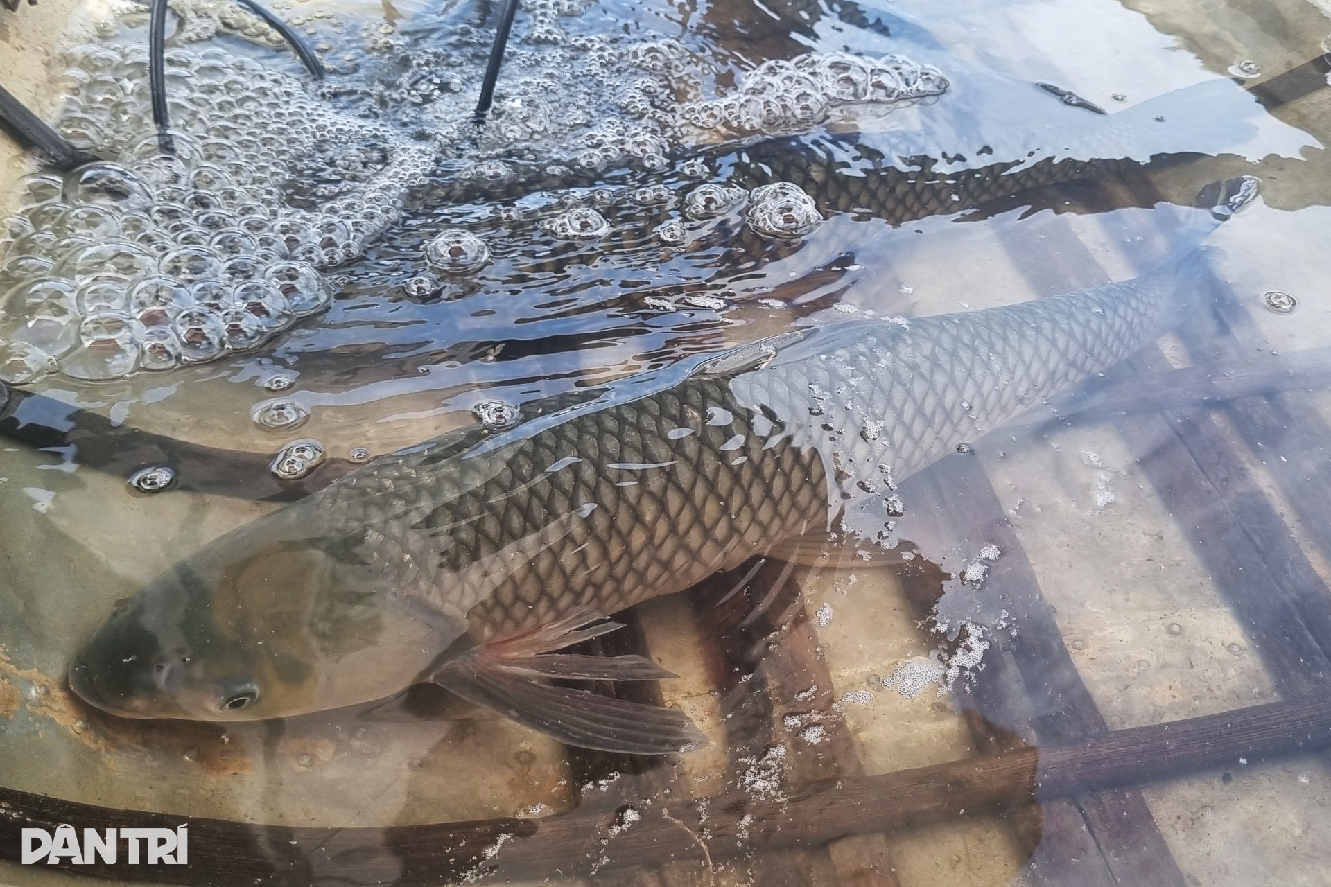 Thuyền cá bơi lên quốc lộ, kiếm 8-10 triệu đồng ngày Tết - 3 Thuyền cá bơi lên quốc lộ, kiếm 8-10 triệu đồng ngày Tết - 3