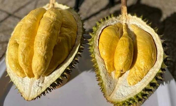 Sầu riêng được thu hoạch ở nhà vườn miền Tây trong tháng 2. Ảnh: Mạnh Khương