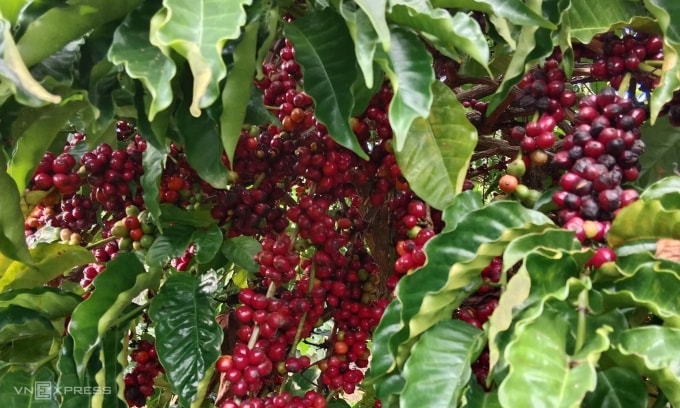 Vườn cà phê nhà chị Hạnh tại xã Đăk Hà mùa vụ 2025-2026. Ảnh: Linh Đan