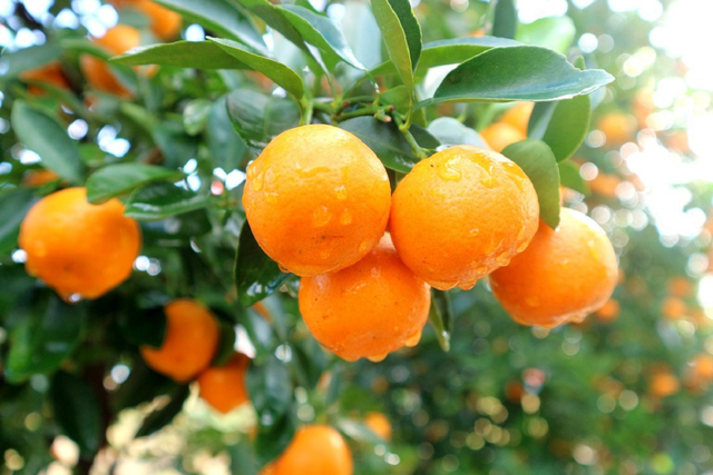 Loại quả là “báu vật" ngày Tết, đi chợ thấy bỏ qua quá phí - Ảnh 2.